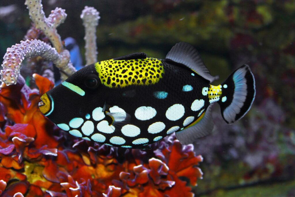 A clown triggerfish on the coral reef
