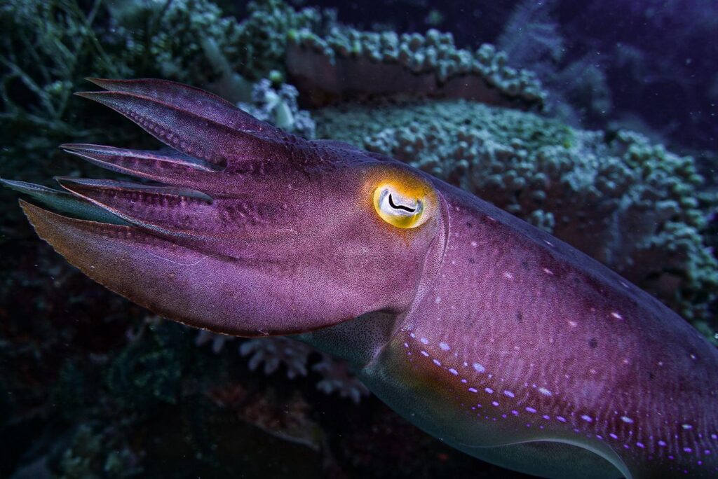 Komodo: Under the sea in the land of dragons.
A broadclub cuttlefish. Cuttlefish are otherworldly creatures, with an almost magical ability to change colours and forms. 