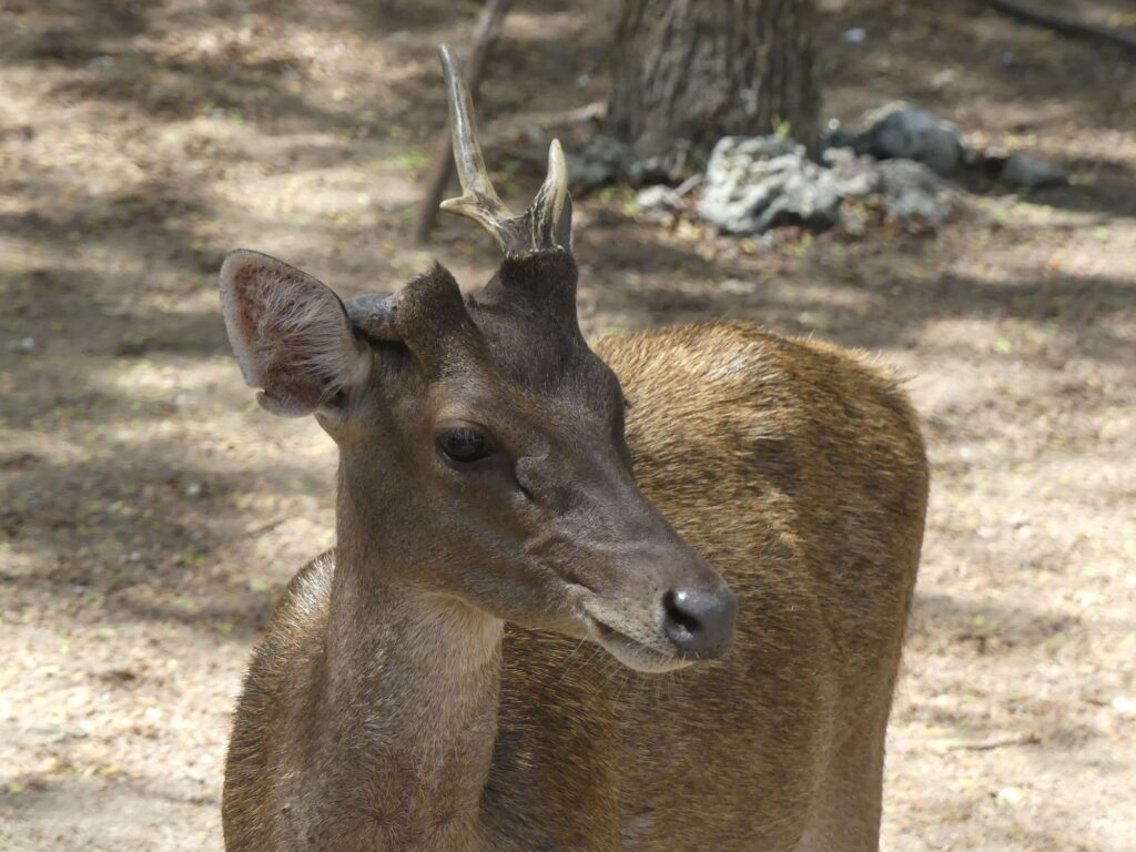 A Timur deer on Komodo Island, Indonesia
