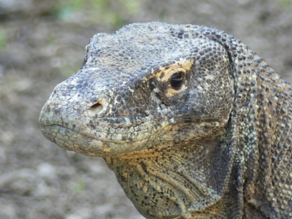 An adult Komodo dragon, Rinca Island, Komodo National Park, Indonesia.