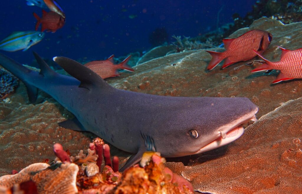 Whitetip reef shark, resting on the reef. Komodo National Park, Indonesia.