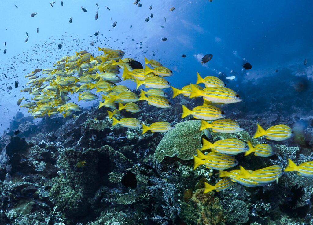 Komodo: Under the sea in the land of dragons
A school of bluestripe snappers in Komodo National Park, Indonesia