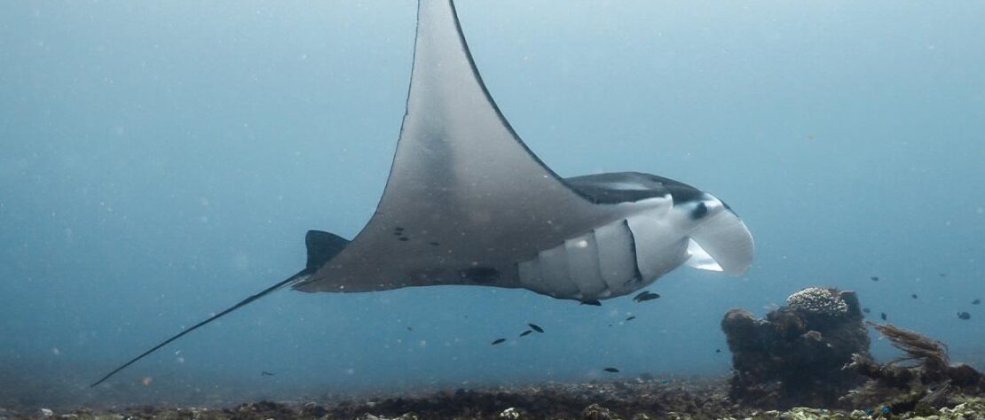 A reef manta ray glides through the deep in Komodo National Park, Indonesia.
