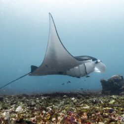 A reef manta ray glides through the deep in Komodo National Park, Indonesia.