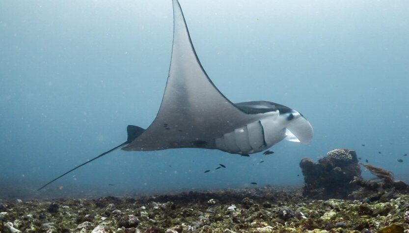 A reef manta ray glides through the deep in Komodo National Park, Indonesia.