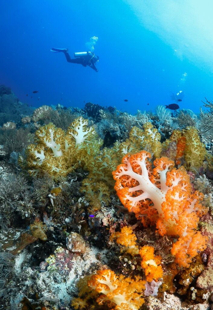 Komodo: Under the sea in the land of dragons. Magnificent soft and hard corals in Komodo National Park, Indonesia. 