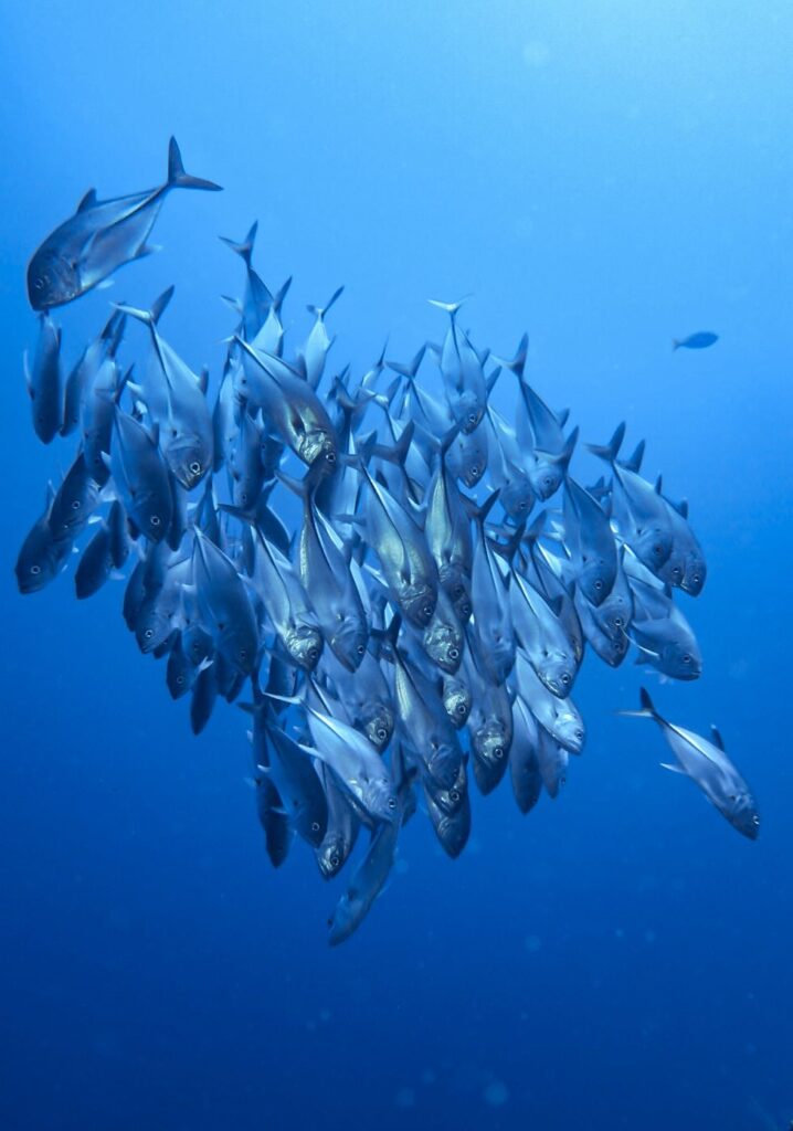 A school of big-eye trevally in Komodo National Park, Indonesia.