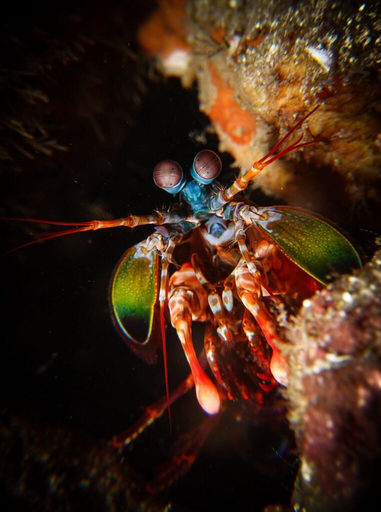 Komodo: Under the sea in the land of dragons.
A peacock mantis shrimp, a miniature wonder of Komodo.