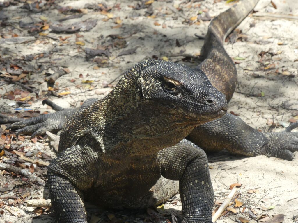 A young Komodo dragon on Komodo itself.