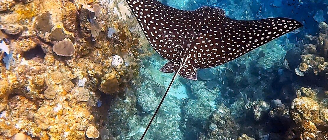 A spotted eagle ray glides above a coral reef