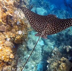 A spotted eagle ray glides above a coral reef