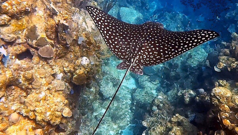 A spotted eagle ray glides above a coral reef