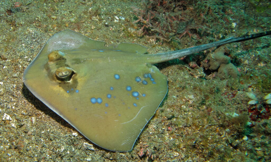 A bluespotted stingray – often seen in sandy areas in Komodo