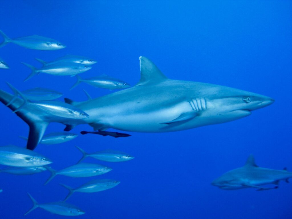 A grey reef shark patrolling the reef edge.