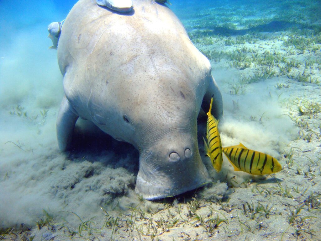 A dugong feeding on seagrass
