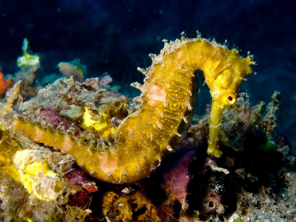 A thorny seahorse on the coral reef.