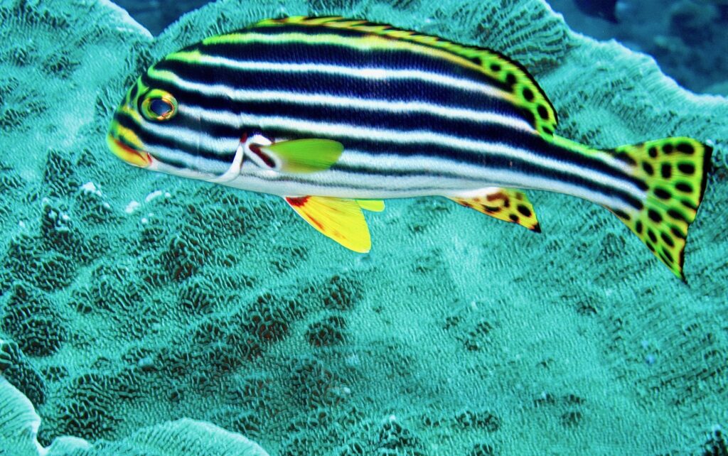An oriental sweetlips – both sweet and beautiful! A common reef species in Komodo!