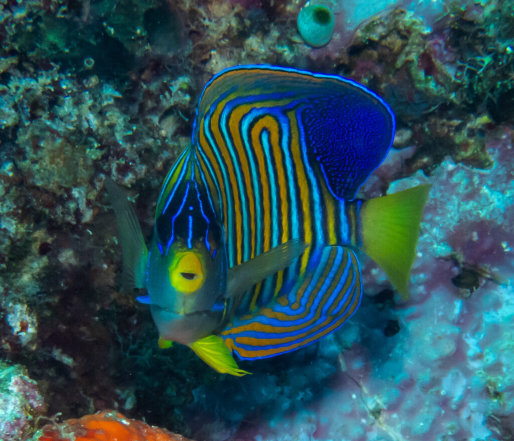 A regal angelfish.