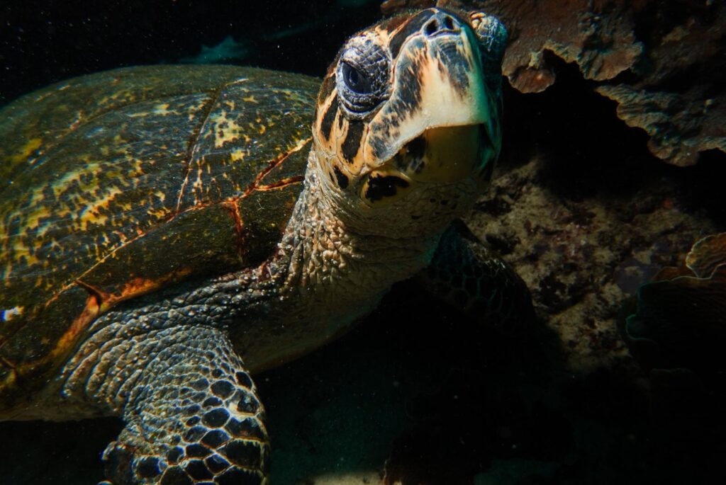 A hawksbill turtle, relaxing on the reef in Komodo.