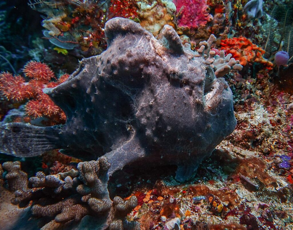 A giant frogfish hides on the reef