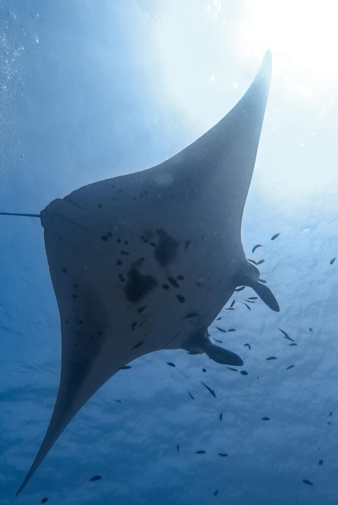 A manta ray feeding in Komodo National Park, Indonesia