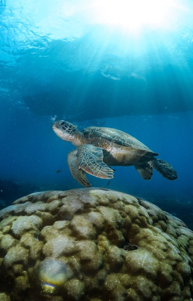 A green turtle in Komodo National Park.
