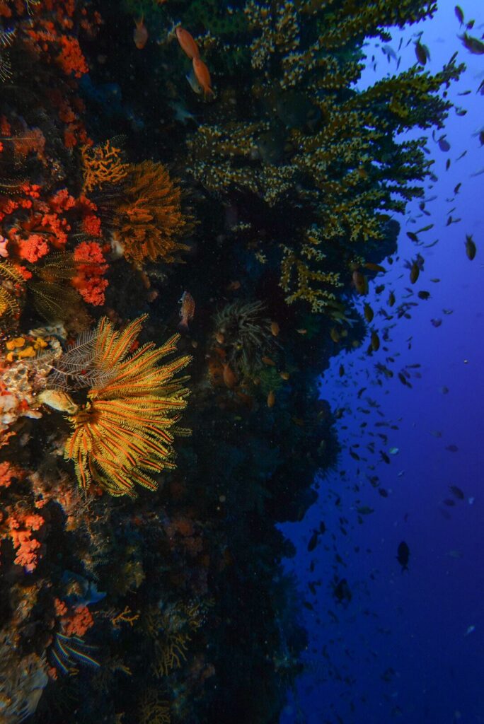 A thriving reef wall in Komodo