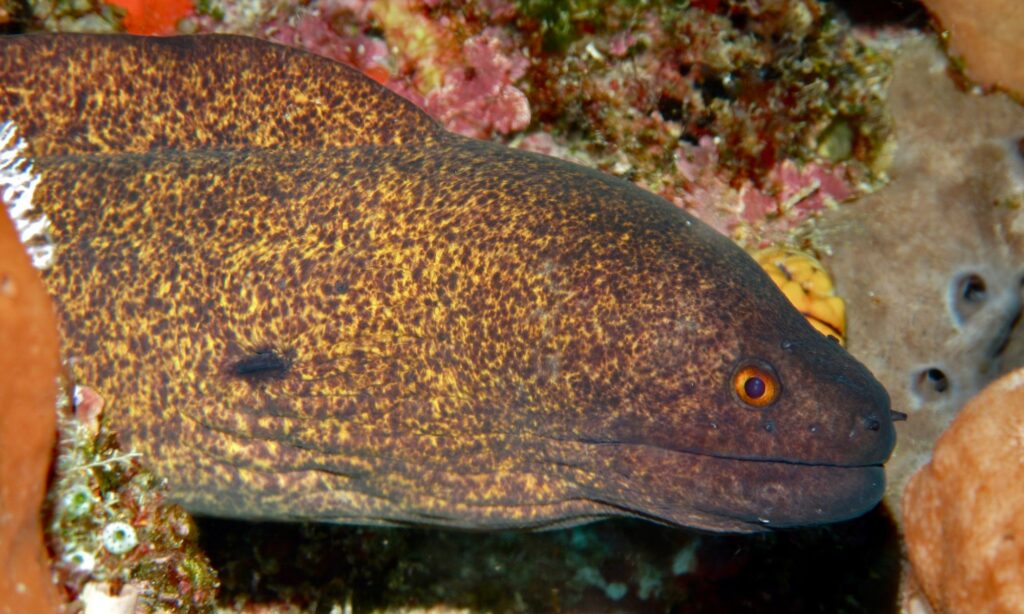 A yellow-edged moray. Morays usually remain in their holes during the day, heading out at night to hunt 