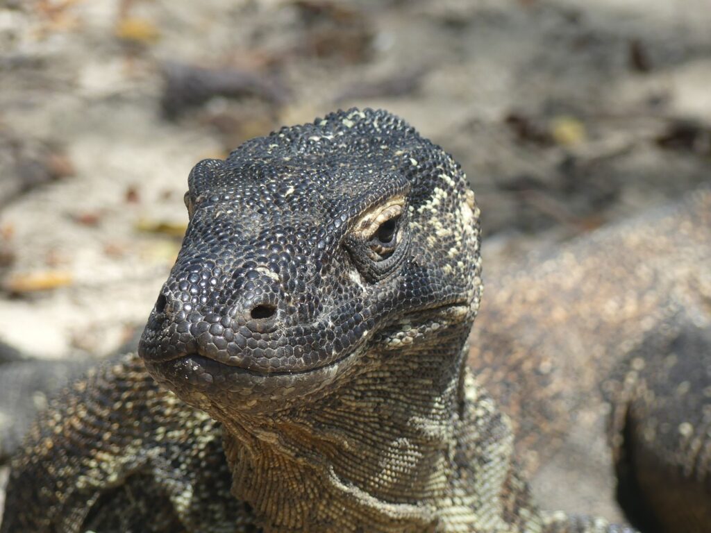 A young Komodo dragon in Komodo National Park, Indonesia