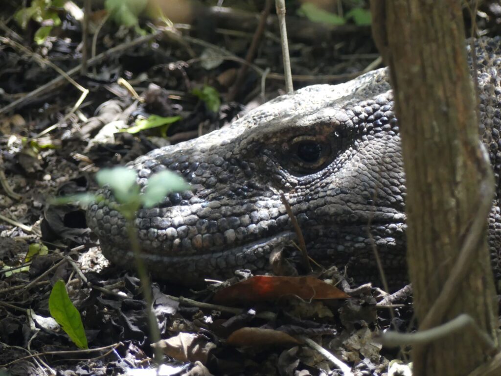 A Komodo dragon, perfectly hidden amidst the foliage.