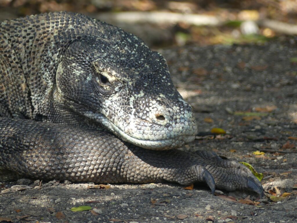 A Komodo dragon stares at a author.