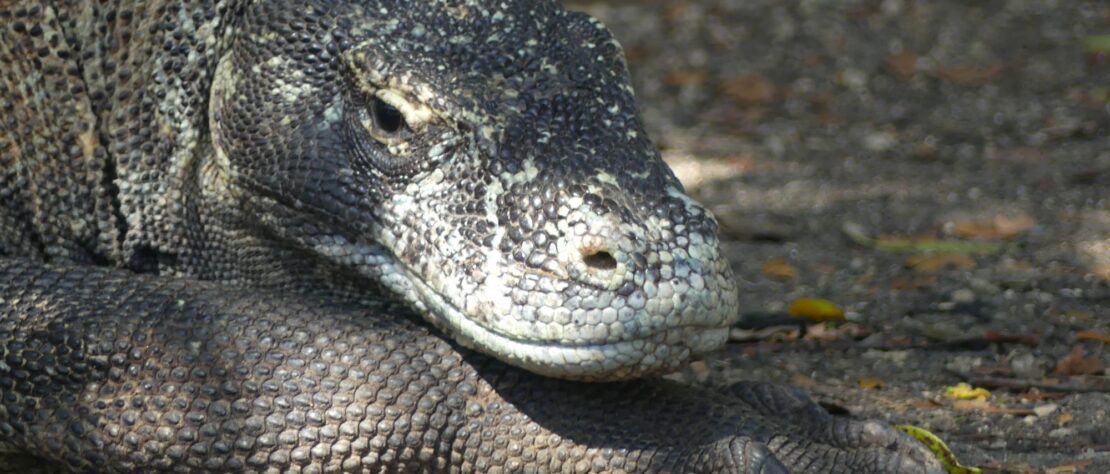 A Komodo dragon stares at a author.