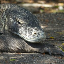A Komodo dragon stares at a author.