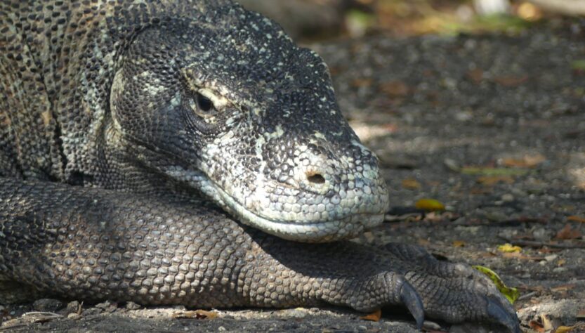 A Komodo dragon stares at a author.