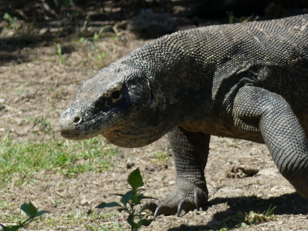 A Komodo dragon walks on Rinca Island, Komodo National Park.