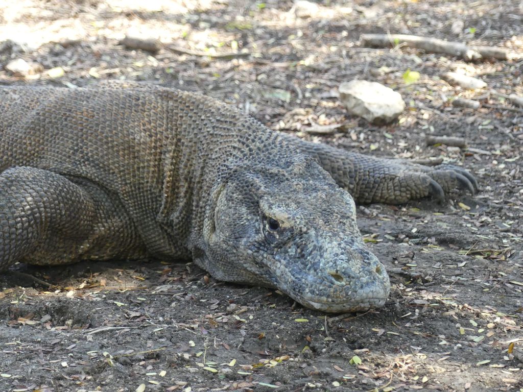 A resting dragon on Komodo Island, Indonesia.